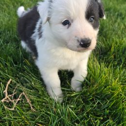 Penny - Black and white female Border Collie puppy in Nampa, Idaho from D8 Ranch Border Collies