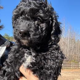 Girl - Black female Goldendoodle puppy in Gastonia, North Carolina from Crowders Creek Doodles