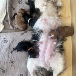 Cavalier King Charles Spaniel and Cavapoo Puppies from Cavalier Girls