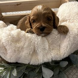 Girl 2 - Apricot female Cavapoo puppy in Milan, Illinois from Poppy Garden Doodles