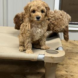 Pink collar - Buff female Cockapoo puppy in Wesson, Mississippi from Southern Country Doodles