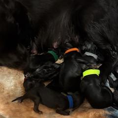 Boykin Spaniels from Southern Kennels