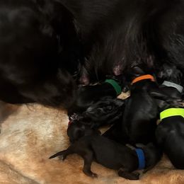 Boykin Spaniels from Southern Kennels