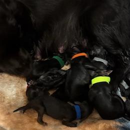 Boykin Spaniels from Southern Kennels