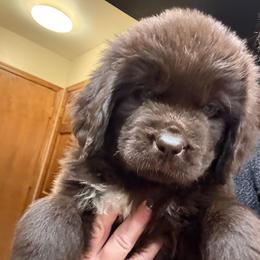 Graham - Brown male Newfoundland puppy in Saukville, Wisconsin from Crossroads Canines ~ Newfoundland Dogs