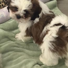 Panda - Liver and white male Shih Tzu puppy in Oak Hills, California from High Desert  Shih Tzu