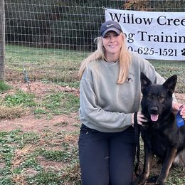 German Shepherds from German Shepherds Vom Der Goldstadt