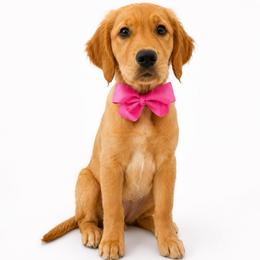 Mercury - Golden female Golden Retriever puppy in Chicago, Illinois from Urbane Retrievers