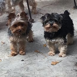 Yorkshire Terriers from Yorkies of Julington Creek