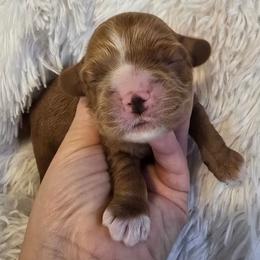 Babe - Red female Cocker Spaniel puppy in Florence, South Carolina from Reddick's American Cocker Spaniels