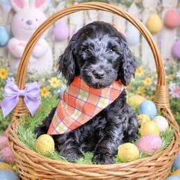 Fudge- Orange Collar - Black male Goldendoodle puppy in Bay City, Texas from Charming Doods Goldendoodles