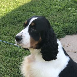 Shimmer - English Springer Spaniel
