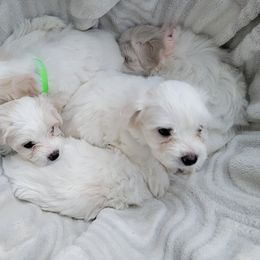 Companion Cross Puppies from SOMD Maltichon