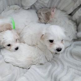 Companion Cross Puppies from SOMD Maltichon