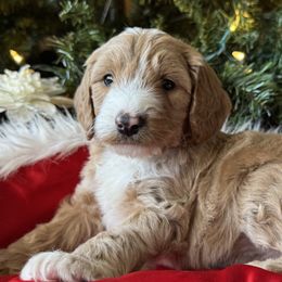 Labradoodles from Ritchie Family Puppies