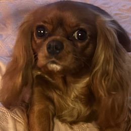Tahlula - Cavalier King Charles Spaniel
