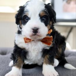 Peter Porker - Tri-color male Bernedoodle puppy in Murray, Utah from Sun Valley Doodles