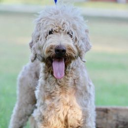 Autumn - Australian Labradoodle