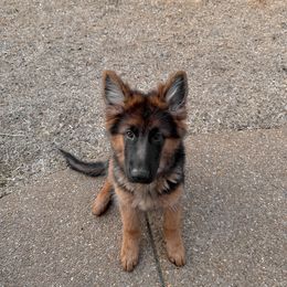 German Shepherd Puppies from Ewig Krieger Kennels