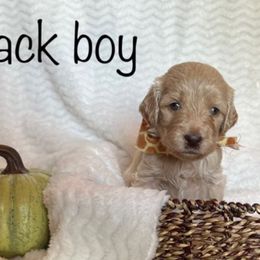 Goldendoodle Puppies from Jaymie's Doodles