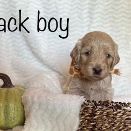 Goldendoodle Puppies from Jaymie's Doodles