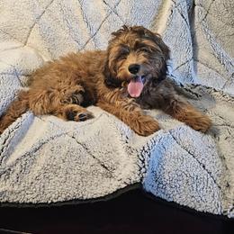 Bernedoodle, Bernese Mountain Dog, Cavapoo, Goldendoodle, and Poodle Puppies from Happy Valley Puppies
