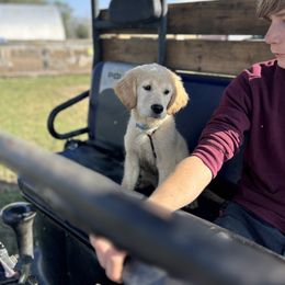 Golden Retriever and Labrador Retriever Puppies from Storm Chasers Retrievers