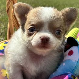 Blondie - Fawn and white female Chihuahua puppy in Summerfield, Florida from Impeccable's Boutique & Ethical Breeder for the educated & discriminating ONLY