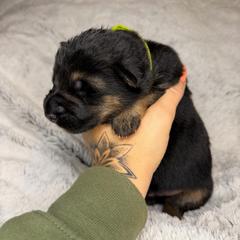 Light Green Collar boy - Black and red male German Shepherd puppy in Louisville, Kentucky from Haus of Beautiful Chaos German Shepherds