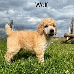 Wolf - Cream male Poodle puppy in Greenwich, New York from MizzElle’s Standard Poodles