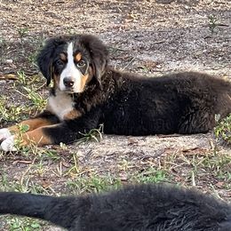 AKC Lt Blue collar - Black rust and white female Bernese Mountain Dog puppy in Comer, Georgia from Water Oak Farm