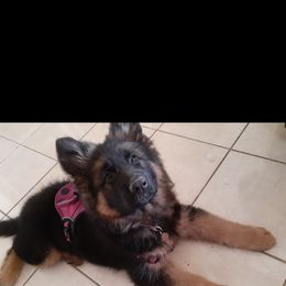 German Shepherd Puppies from Flussufer German Shepherds