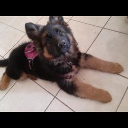German Shepherd Puppies from Flussufer German Shepherds