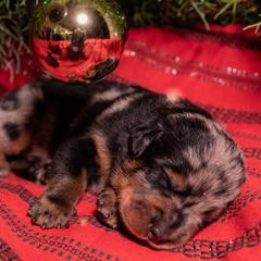 Carousel (Dark Pink) - Harlequin female Beauceron puppy in Medina, Ohio from Beaucerons Des Vents