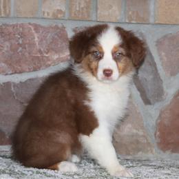 RTF1 - Red tri-color Australian Shepherd puppy in Chehalis, Washington from Wandering Acres Ranch