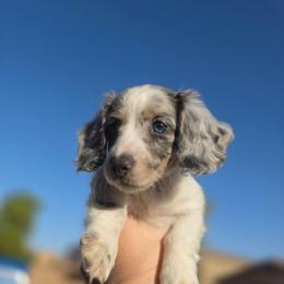 Sage - Dapple female Dachshund puppy in Buckeye, Arizona from Duran Dachshunds