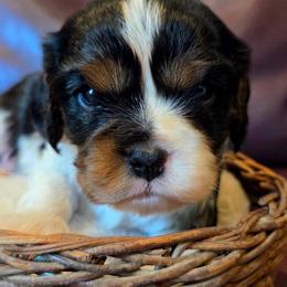 Kobe - Tri-color male Cavalier King Charles Spaniel puppy in Paulden, Arizona from Nine Mile Cavaliers