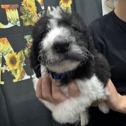 Comet - Parti male Labradoodle puppy in Monticello, Georgia from Daylin’s Doodles & Labradors