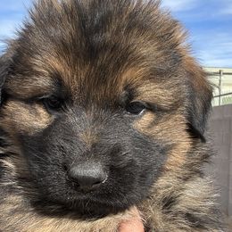 Purple - Sable German Shepherd puppy in Rio Rancho, New Mexico from Canis Empire GSD