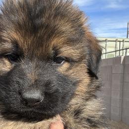 Purple - Sable German Shepherd puppy in Rio Rancho, New Mexico from Canis Empire GSD