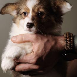Eve - Sable female Pembroke Welsh Corgi puppy in South Otselic, New York from Ridge Top Corgis