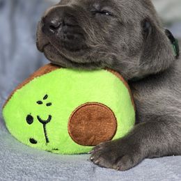 Weimaraner Puppies from Waggin' Weims