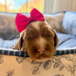 Topenga - Red female Australian Labradoodle puppy in Summerfield, North Carolina from Four Oaks Labradoodles