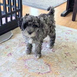 Paisley - Cavapoo