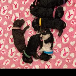 Poodle Puppies from Trisha's Poodles