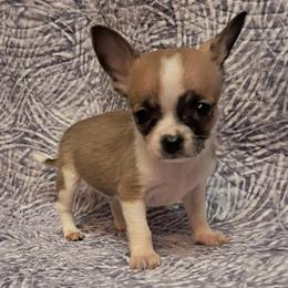 Caleb - Fawn male Chihuahua puppy in Branford, Florida from Mbjs Doxies and chihuahuas