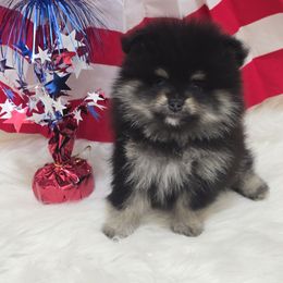 Sasha - Black and tan female Pomeranian puppy in Buckeye, Arizona from BL Poms Heaven