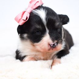 Frankie - Black and tan female Pembroke Welsh Corgi puppy in San Antonio, Texas from Moxxi's Legacy Corgis