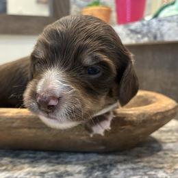 Pine - Piebald male Dachshund puppy in Dobson, North Carolina from Oakleys Dachshund Haven