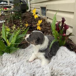 Girl 1 - Blue female Pembroke Welsh Corgi puppy in Wichita, Kansas from Little Creek Corgis